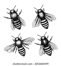 Bienenset im Skizzenstil auf schwarzem Hintergrund. Designelement für Vintage-Vintage-Vektorgrafik-Nature-Set. Handziehen