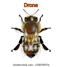 Bee side and top vector illustration,white background isolate.