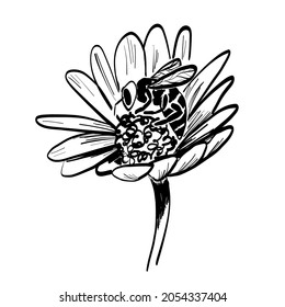 The bee sips at flower and collects nectar. Healthy ecosystem symbol. Sketch vector isolated illustration.