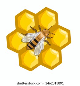 A bee sits on honeycombs. Vector graphics isolated on white background.
