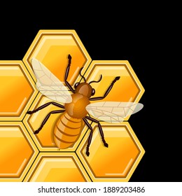Bee sitting on comb of honey. Vector illustration. 