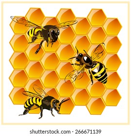 Bee sitting on honeycomb with honey. Vector.