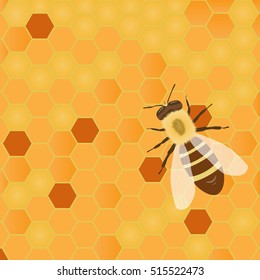 bee sitting on a multi-colored honey cells
