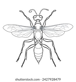 Bee sketch 11 vector line art
