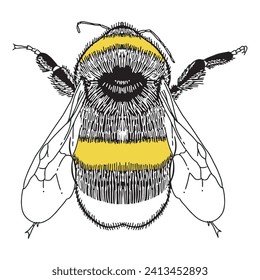 Bee sketch character 10 vector 