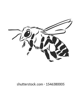 Bee sketch, contour vector illustration 