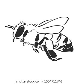 Bee sketch, contour vector illustration 
