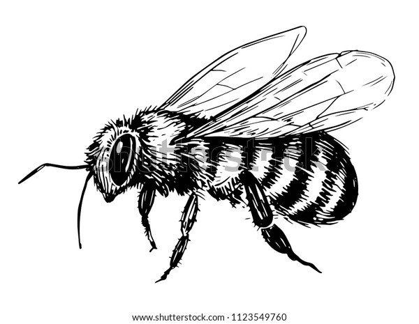 Bee Sketch Hand Drawn Illustration Converted Stock Vector (Royalty Free ...