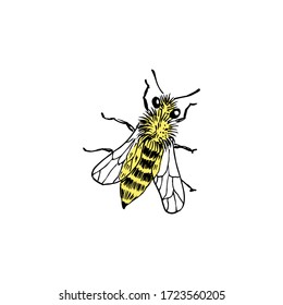 Bienenskizze. Handgezeichnete Vektorgrafik. Einzeln auf Weiß. Gelb und Schwarz