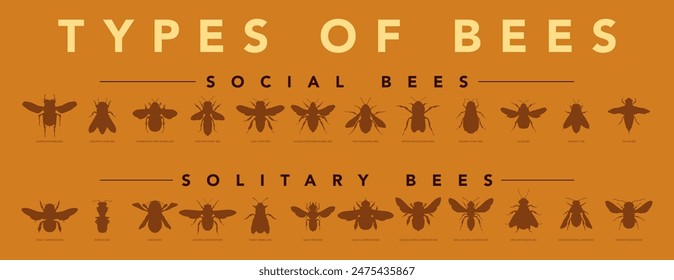 Siluetas de especies de abejas. Cartel informativo que muestra diferentes tipos. Expositor mural con concepto de ciencia y educación.