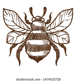Abeille piquante insecte rayée d'ailes image vectorielle isolée croquis miel élevage d'abeilles ou apiculaire dangereuse guêpe rayée avec, piquer une créature isolée dessin monochrome