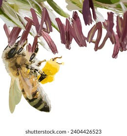 The Bee sucking flower nectar, vector graphic illustration watercolor style.