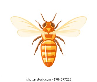 Bee, top view isolated on white background. Design element for honey concept. Vector illustration