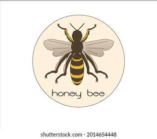 la abeja es un insecto útil que produce miel para el ser humano. imagen vectorial. fondo de la ilustración. diseño artístico.
