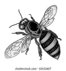 Bee vector