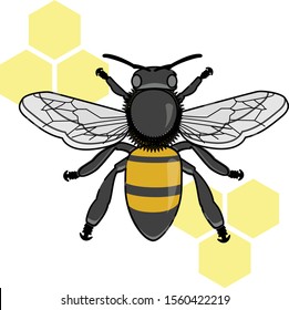 Bee Vector Apis Mellifera Insect