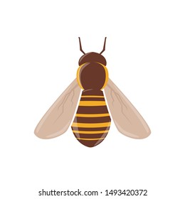 Bee vector clip-art, isolated cartoon style design.