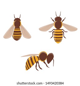Bee vector clip-art, isolated cartoon style design.