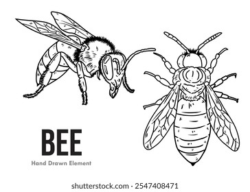 Bee vector design with black ink hand drawn art. Honey bee front and side view