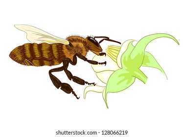 Bee. Vector illustration.