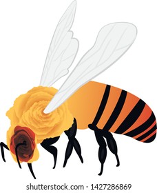 A bee vector illustration on a white background isolated