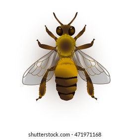 Bee. Vector illustration. On a white background. For the labels of products from the apiary, honey, honey products