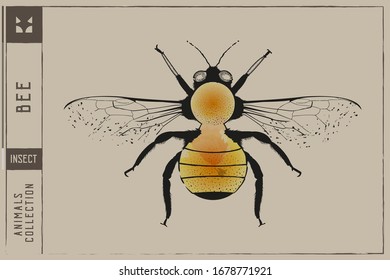 Bee Vector illustration - Top view - Hand drawn