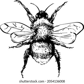 Bee Vector Line Art Drawing Stock Vector (Royalty Free) 2054136008