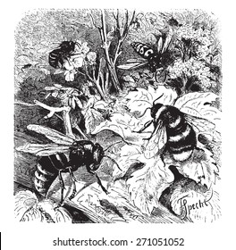 Bee, vespa crabro, wasp, drone, vintage engraved illustration. La Vie dans la nature, 1890. 