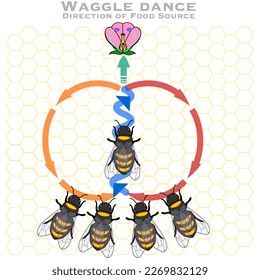 Baile de abejas, dirección de miel, distancia, fuente de alimento. Habla. Lengua animal. La abeja de miel encuentra el polen, flor. Homenaje de vuelta. Lección de biología, tarea.
Vector de ilustración