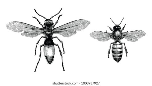 Bee and Wasp hand drawing vintage engraving illustration isolate on white background