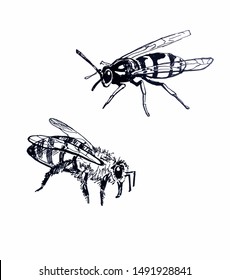 Bee and Wasp. Line drawing. Black and white vector illustration