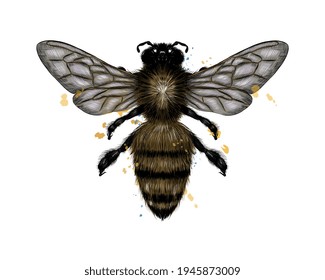 Bee, wasp from a splash of watercolor, colored drawing, realistic. Vector illustration of paints