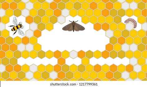 Bee, Wax Moth, Waxworm, Bee Comb