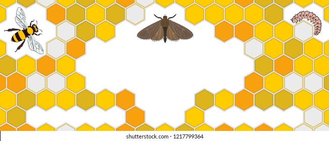 Bee, Wax Moth, Waxworm, Bee Comb