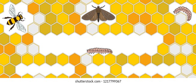 Bee, Wax Moth, Waxworm, Bee Comb