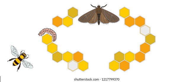 Bee, Wax Moth, Waxworm, Bee Comb