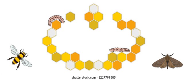 Bee, Wax Moth, Waxworm, Bee Comb