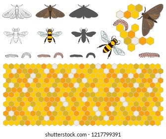 Bee, Wax Moth, Waxworm, Bee Comb