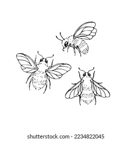 bee, wild nature, a fly. 