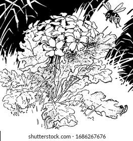 Bee wishing it were a Primrose, from Wishing, this scene shows a bee looking at flowers on small plant wishing it were a Primrose, vintage line drawing or engraving illustration