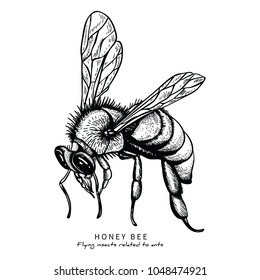 Bee.animal drawings. 
Collection of bee by Hand drawn with line-art on white backgrounds.