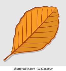 Beech Autumn Leaf Isolated On A White Background. Flat Design Vector Illustration