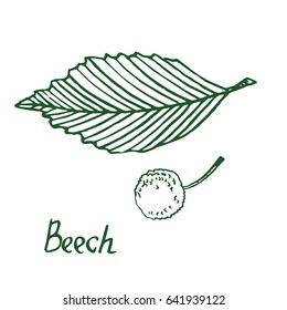 Beech (Beechwood or Fagus) leaf and beechnut, hand drawn doodle, sketch in pop art style, vector illustration