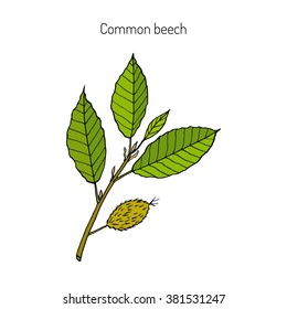 Beech branch with leaves and fruits. Hand drawn botanical vector illustration