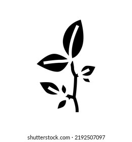 beech leaf glyph icon vector. beech leaf sign. isolated symbol illustration