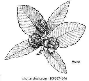 Beech with leaves and fruits illustration, drawing, engraving, ink, line art, vector

