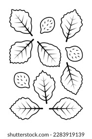 Beech leaves and beech fruits vector line icons. Nature and ecology. Beech, leaf, plant, vector, icons, drawing. Isolated icon of leaves beech for websites, decor and more on white background.