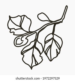 Beech leaves on white background in doodle style. Isolated element on a white background.