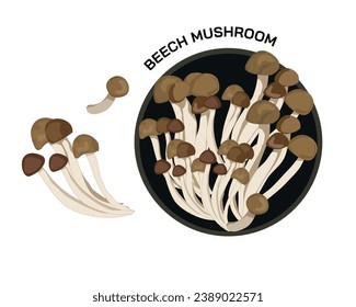 beech mushroom, isolated mushroom  in black plate and some of it beside the plate on white background. Vector hand drawing food ingredients, organic products, fungi, fresh ingredients, vegetarian 